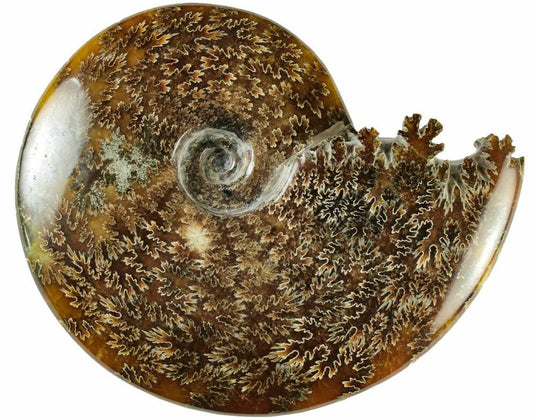 15.24cm Polished Ammonite (Cleoniceras) Fossil from Madagascar (110 million years)