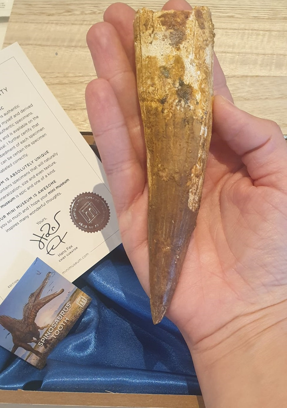 EXTRA LARGE and amazingly preserved 15cm Spinosaurus (Dinosaur) Tooth (widest part 3.5cm!) - Crown and Root! RARE!