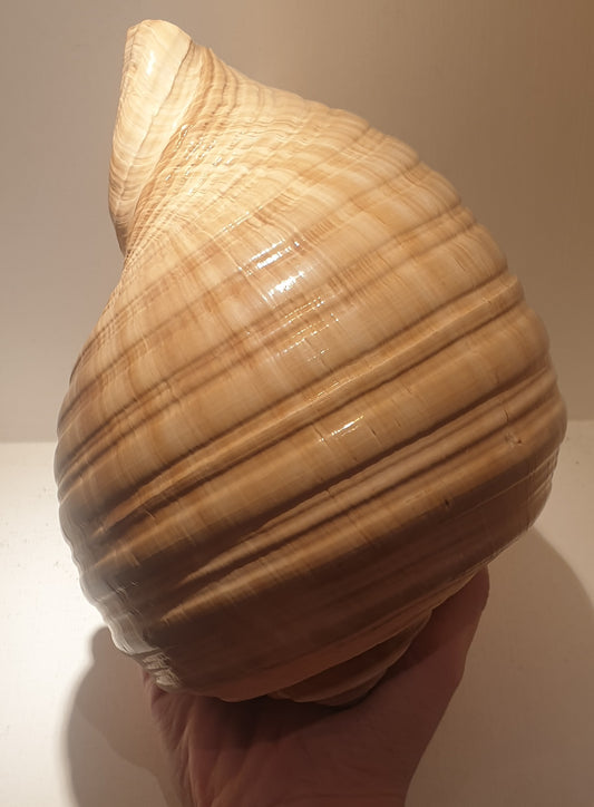 Giant Tonna Shell from Indo-Pacific