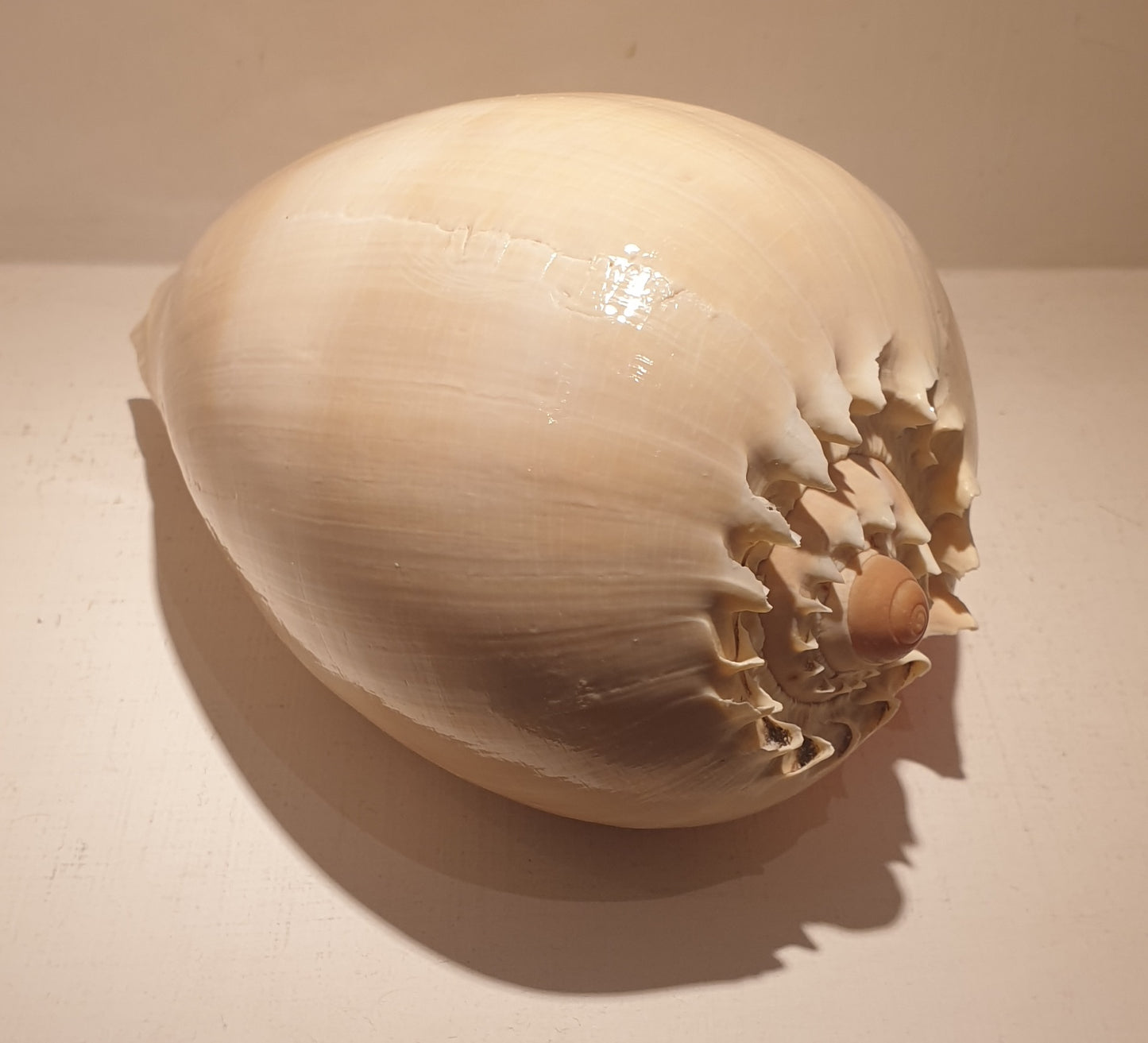 Melon Shell Seashell