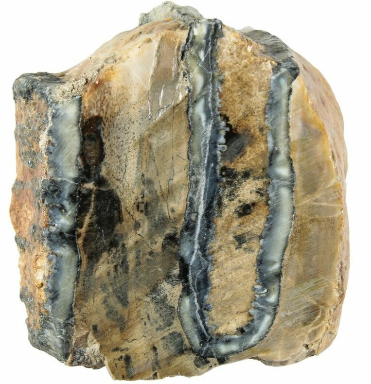 6-8 year-old book PLUS authentic 3.2cm Mammoth Tooth Molar Slice from South Carolina, USA (Pleistocene Epoch)